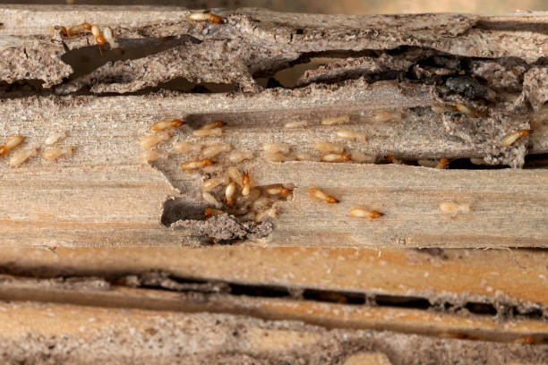 Best Pest Prevention Services  in Kingston, OK